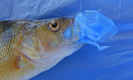 fish in water eating plastic